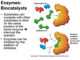 Enzymes:
Biocatalysts
• Substrates can
  compete with other
  substrates to bind
  on the same
  position of the
  same enzyme
  interrupt the
  reaction
• Enzymes can be
  inhibited by the
  addition of
  inhibitors

                       BISEL07-SITH/ITB-MIT/IR   33
 