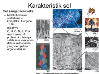 Karakteristik sel
• Sel sangat kompleks
   – Molekul-molekul
     sederhana –
     kompleks     organel
        sel
     misalnya
     C, H, O, N, S, P
     asam amino
     protein   misalnya
     salah satu komponen
     dalam mitokondria
     yang merupakan
     organel dari sel




                            BISEL07-SITH/ITB-MIT/IR   4
 