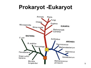 Prokaryot -Eukaryot




     BISEL07-SITH/ITB-MIT/IR   9
 