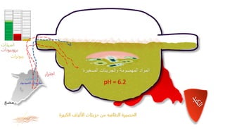‫الكبيرة‬ ‫الألياف‬ ‫جزيئات‬ ‫من‬ ‫الطافيه‬ ‫الحصيرة‬
‫الصغيرة‬ ‫والجزيئات‬ ‫المهضومة‬ ‫المواد‬
‫اللعاب‬
‫الصوديوم‬ ‫بيكربونات‬
‫مضغ‬
pH = 6.2
 