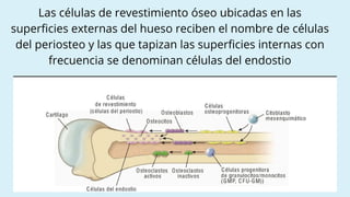 Comprehensive Overview of Bone Tissue Structure, Cells, and Formation ...
