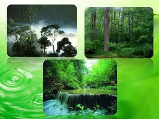 Penebangan hutan
