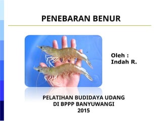 Penebaran Benur pada budidaya udang vanname di tambak | PPT