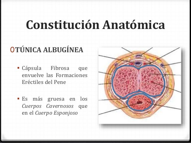 Anatomía Pene