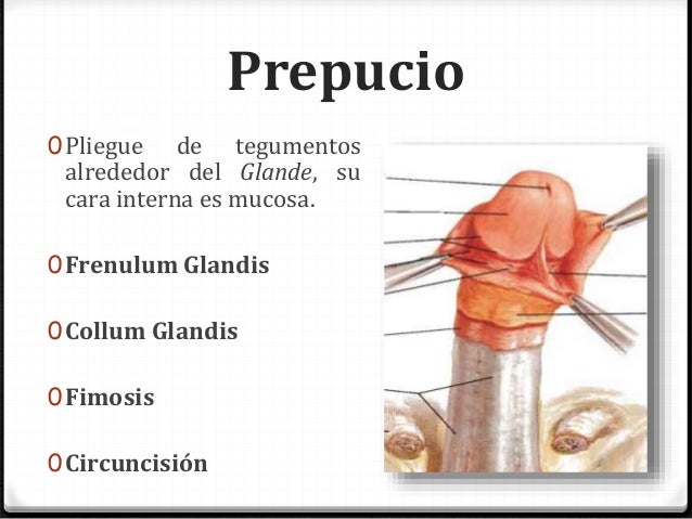 Causar a la muchacha el placer con un pequeño miembro