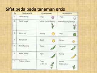 Sifat beda pada tanaman ercis
 