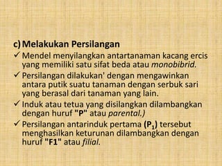 c)Melakukan Persilangan
Mendel menyilangkan antartanaman kacang ercis
yang memiliki satu sifat beda atau monobibrid.
Persilangan dilakukan' dengan mengawinkan
antara putik suatu tanaman dengan serbuk sari
yang berasal dari tanaman yang lain.
Induk atau tetua yang disilangkan dilambangkan
dengan huruf "P" atau parental.)
Persilangan antarinduk pertama (P1) tersebut
menghasilkan keturunan dilambangkan dengan
huruf "F1" atau filial.
 