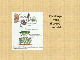 Persilangan
yang
dilakukan
mendel
 