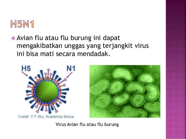 Virus Parasit Manusia Hewan Tumbuhan