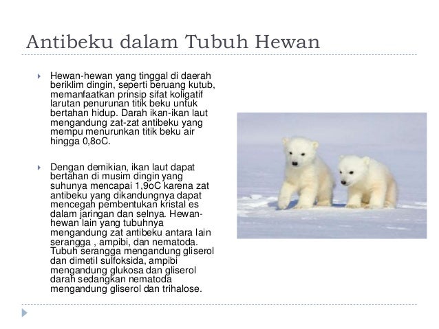 Penerapan Sifat Koligatif Dalam Kehidupan Sehari Hari Penerapan Sifat Koligatif Dalam Kehidupan Sehari Hari
