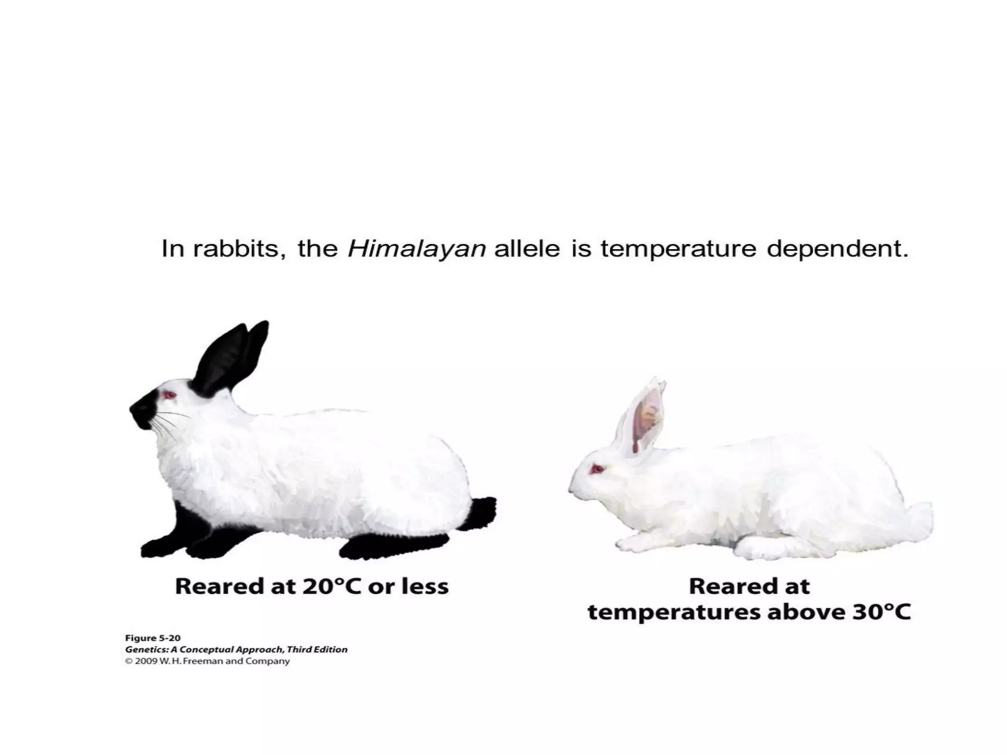 Penetrance and expressivity.pdf