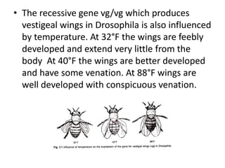 • The recessive gene vg/vg which produces
vestigeal wings in Drosophila is also influenced
by temperature. At 32°F the wings are feebly
developed and extend very little from the
body At 40°F the wings are better developed
and have some venation. At 88°F wings are
well developed with conspicuous venation.
 