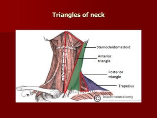 Triangles of neck
 