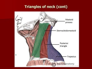 Triangles of neck (cont)
 