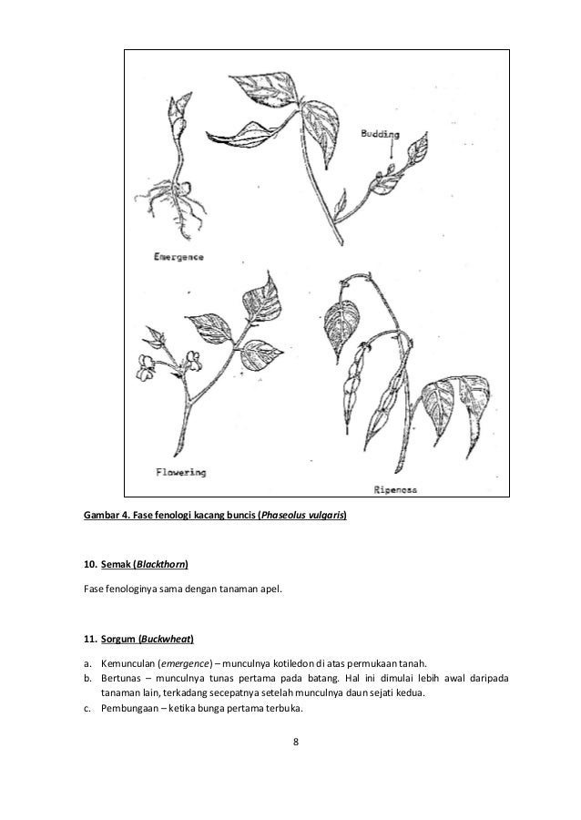 25 Inspirasi Keren Sketsa Gambar Sayur Kacang Panjang Tea