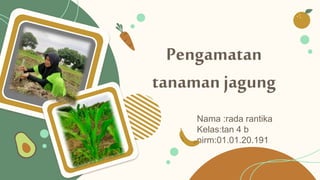 Pengamatan
tanaman jagung
Nama :rada rantika
Kelas:tan 4 b
nirm:01.01.20.191
 