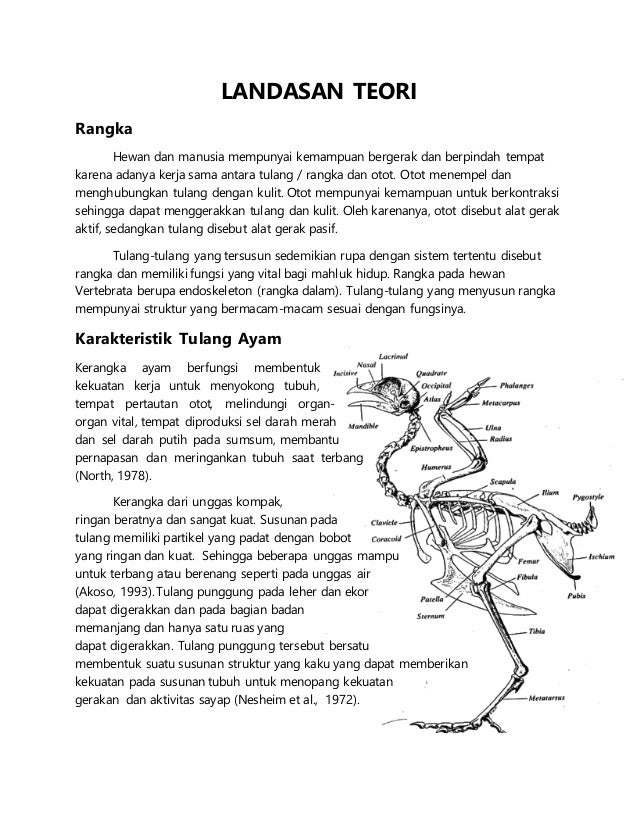 Pengamatan Kandungan Penyusun Tulang