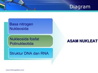 Diagram www.themegallery.com Basa nitrogen Nukleosida Nukleosida fosfat Polinukleotida Struktur DNA dan RNA ASAM NUKLEAT 