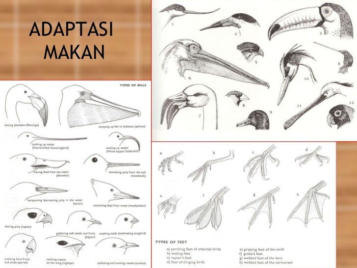 Pengantar pengenalan burung