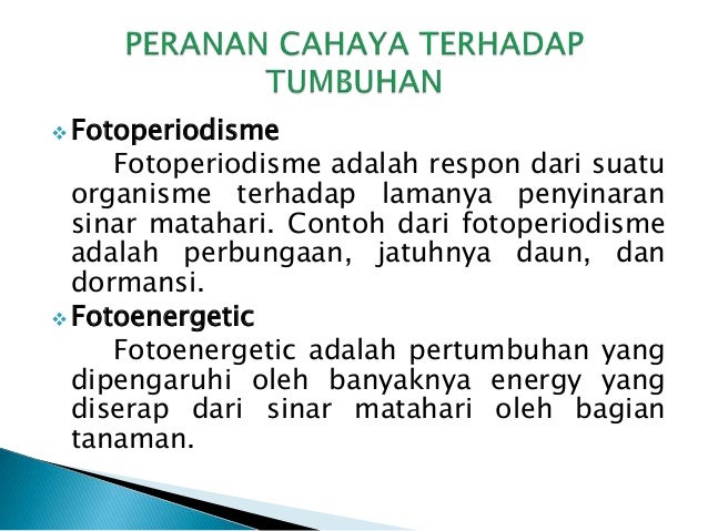 Pengaruh Cahaya Matahari Terhadap Tumbuhan