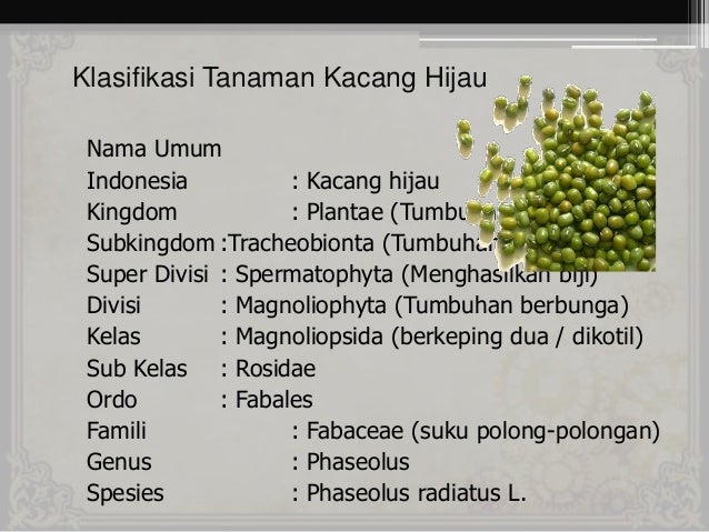 Pengaruh cahaya terhadap pertumbuhan kacang hijau