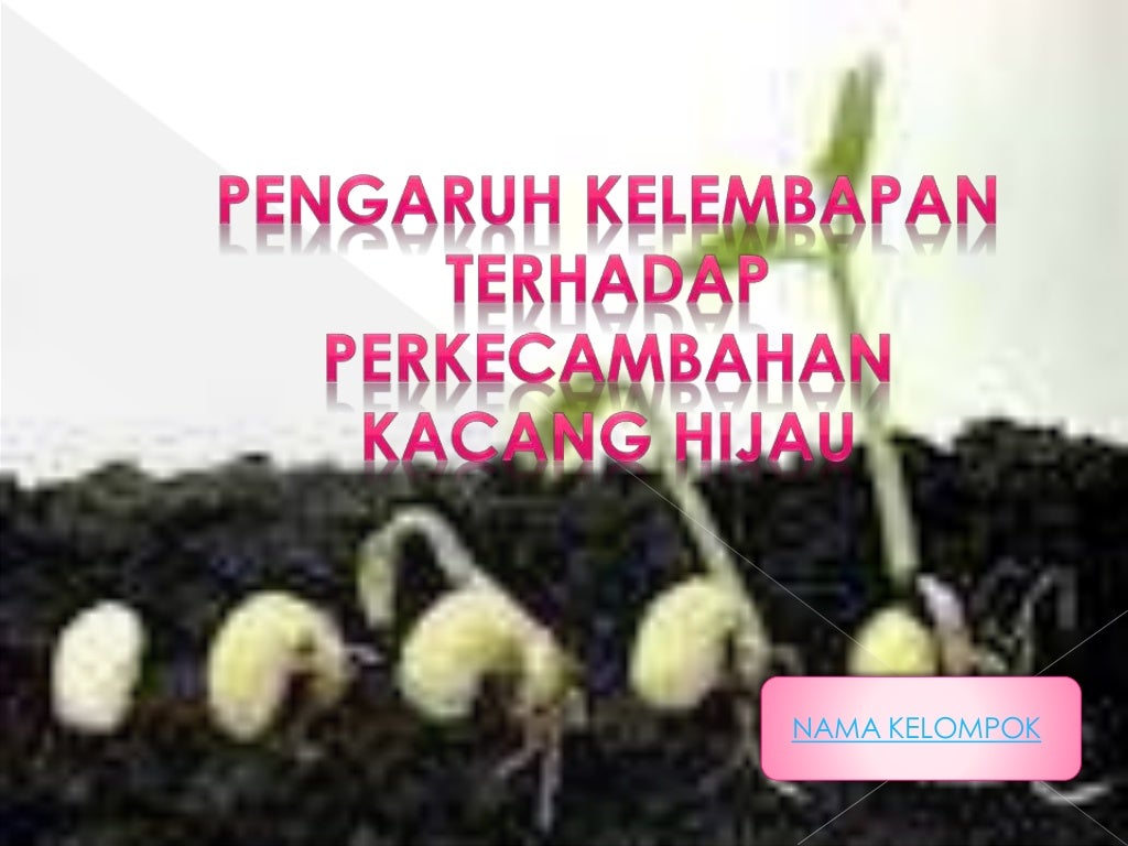 Pengaruh kelembapan terhadap perkecambahan kacang hijau