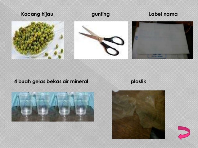 Pengaruh kelembapan terhadap perkecambahan kacang hijau