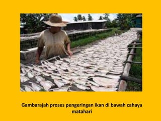 Gambarajah proses pengeringan ikan di bawah cahaya
                    matahari
 
