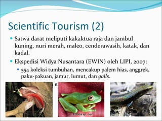Scientific Tourism (2) Satwa darat meliputi kakaktua raja dan jambul kuning, nuri merah, maleo, cenderawasih, katak, dan kadal. Ekspedisi Widya Nusantara (EWIN) oleh LIPI, 2007: 554 koleksi tumbuhan, mencakup palem hias, anggrek, paku-pakuan, jamur, lumut, dan  galls .  5 spesies flora endemis 