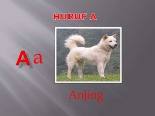 Anjing
a
 