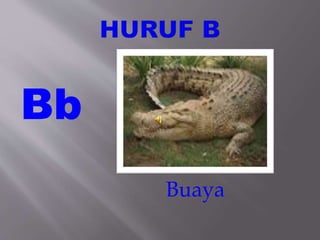 Bb
Buaya
 