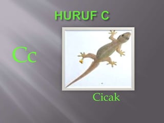 Cc
Cicak
 