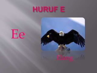 Ee
Elang
 