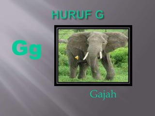 Gajah
Gg
 