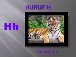 Hh
Harimau
 