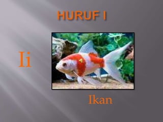 Ii
Ikan
 