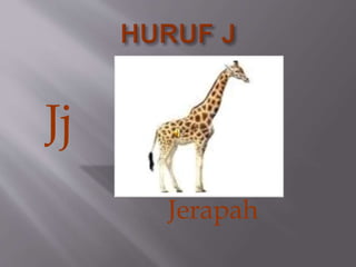 Jj
Jerapah
 