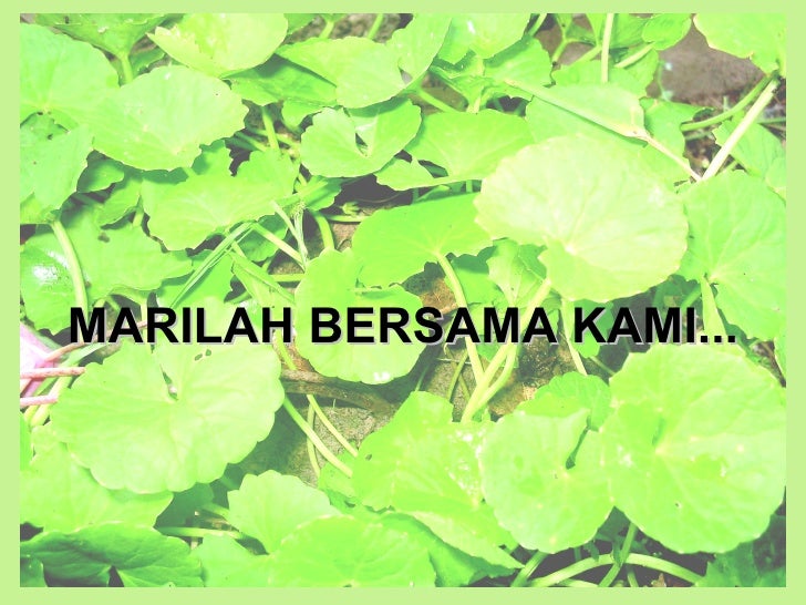 Pengenalan Hpa