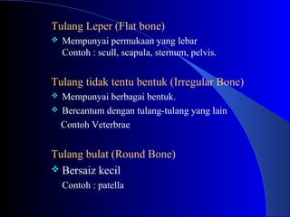 Tulang Leper (Flat bone)
 Mempunyai permukaan yang lebar
Contoh : scull, scapula, sternum, pelvis.
Tulang tidak tentu bentuk (Irregular Bone)
 Mempunyai berbagai bentuk.
 Bercantum dengan tulang-tulang yang lain
Contoh Veterbrae
Tulang bulat (Round Bone)
 Bersaiz kecil
Contoh : patella
 
