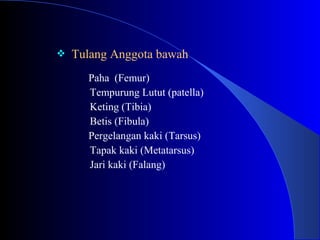 Tulang Anggota bawah
Paha (Femur)
Tempurung Lutut (patella)
Keting (Tibia)
Betis (Fibula)
Pergelangan kaki (Tarsus)
Tapak kaki (Metatarsus)
Jari kaki (Falang)
 