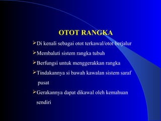 OTOT RANGKA
Di kenali sebagai otot terkawal/otot berjalur
Membaluti sistem rangka tubuh
Berfungsi untuk menggerakkan rangka
Tindakannya si bawah kawalan sistem saraf
pusat
Gerakannya dapat dikawal oleh kemahuan
sendiri
 