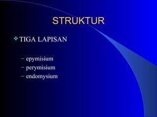 STRUKTURSTRUKTUR
TIGA LAPISAN
– epymisium
– perymisium
– endomysium
 