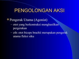PENGOLONGAN AKSIPENGOLONGAN AKSI
Pengerak Utama (Agonist)
– otot yang berkontraksi menghasilkan
pergerakan
– cth: otot biceps brachii merupakan pengerak
utama fleksi siku
 