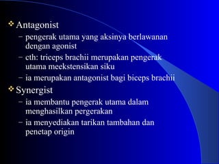 Antagonist
– pengerak utama yang aksinya berlawanan
dengan agonist
– cth: triceps brachii merupakan pengerak
utama meekstensikan siku
– ia merupakan antagonist bagi biceps brachii
Synergist
– ia membantu pengerak utama dalam
menghasilkan pergerakan
– ia menyediakan tarikan tambahan dan
penetap origin
 