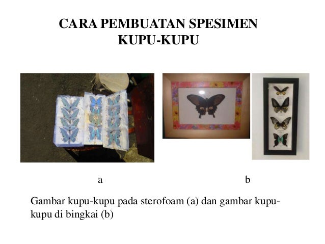 Kupu-kupu dalam opsi fx