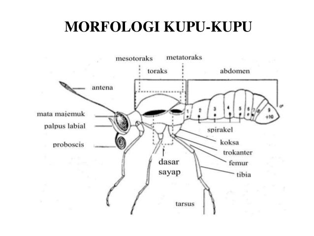 Perdagangan opsi kupu-kupu