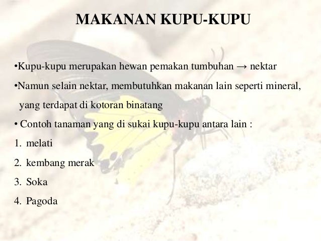 Perdagangan opsi kupu-kupu