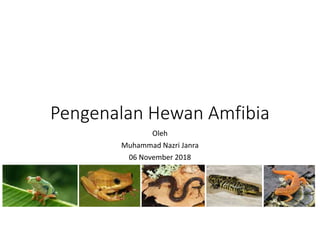 Pengenalan Hewan Amfibia
Oleh
Muhammad Nazri Janra
06 November 2018
 