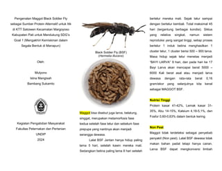 Pengenalan Maggot Black Soldier Fly
sebagai Sumber Protein Alternatif untuk Itik
di KTT Satoiwen Kecamatan Margoyoso
Kabupaten Pati untuk Mendukung SDG’s
Goal 1 (Mengakhiri Kemiskinan dalam
Segala Bentuk di Manapun)
Oleh:
Mulyono
Istna Mangisah
Bambang Sukamto
Kegiatan Pengabdian Masyarakat
Fakultas Peternakan dan Pertanian
UNDIP
2024
Black Soldier Fly (BSF)
(Hermetia illucens)
Maggot bisa disebut juga larva, belatung,
singgat, merupakan metamorfosis fase
kedua setelah fase telur dan sebelum fase
prepupa yang nantinya akan menjadi
serangga dewasa.
Lalat BSF Jantan hanya hidup paling
lama 5 hari, setelah kawin mereka mati.
Sedangkan betina paling lama 8 hari setelah
bertelur mereka mati. Sejak telur sampai
dengan bertelur kembali. Total maksimal 45
hari (tergantung berbagai kondisi). Siklus
yang relative singkat, namun sistem
reproduksi yang sangat tinggi, setiap proses
bertelur 1 induk betina menghasilkan 1
cluster telur, 1 cluster berisi 500 – 900 larva.
Masa hidup sejak telur menetas menjadi
“BAYI LARVA” 9 hari, dan pada hari ke 17
Bayi Larva akan mencapai berat 5000 –
6000 Kali berat asal atau menjadi larva
dewasa dengan rata-rata berat 0,16
gram/ekor yang selanjutnya kita kenal
sebagai MAGGOT BSF.
Nutrisi Tinggi
Protein kasar 41-42%, Lemak kasar 31-
35%, Abu 14-15%, Kalsium 4,18-5,1%, dan
Fosfor 0,60-0,63% dalam bentuk kering.
Non Pest
Maggot tidak terdeteksi sebagai penyebab
penyakit (Non pest). Lalat BSF dewasa tidak
makan bahan padat tetapi hanya cairan.
Larva BSF dapat mengkonversi limbah
 