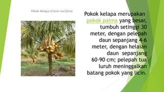 Pokok kelapa merupakan
pokok palma yang besar,
tumbuh setinggi 30
meter, dengan pelepah
daun sepanjang 4-6
meter, dengan helaian
daun sepanjang
60-90 cm; pelepah tua
luruh meninggalkan
batang pokok yang licin.
Pokok Kelapa (Cocos nucifera)
 